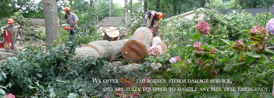 <a href=http://newaygotreeservice.com/slideshow/slideshow-items-9/></a>